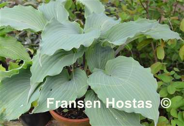 Hosta Skywriter